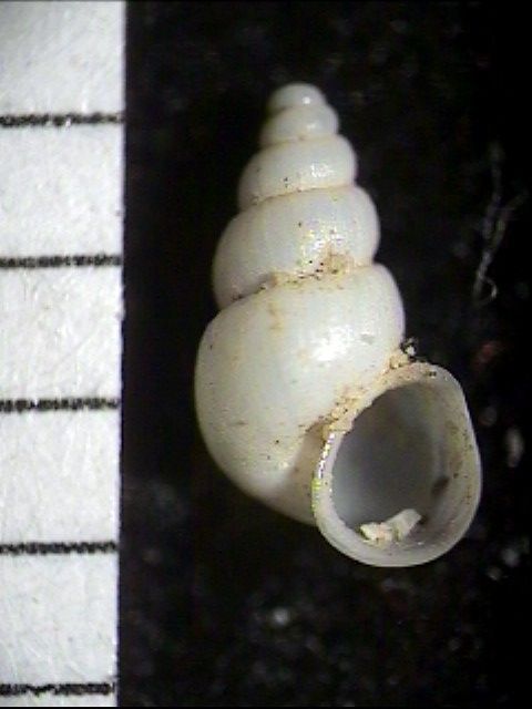 Paladilhiopsis robiciana